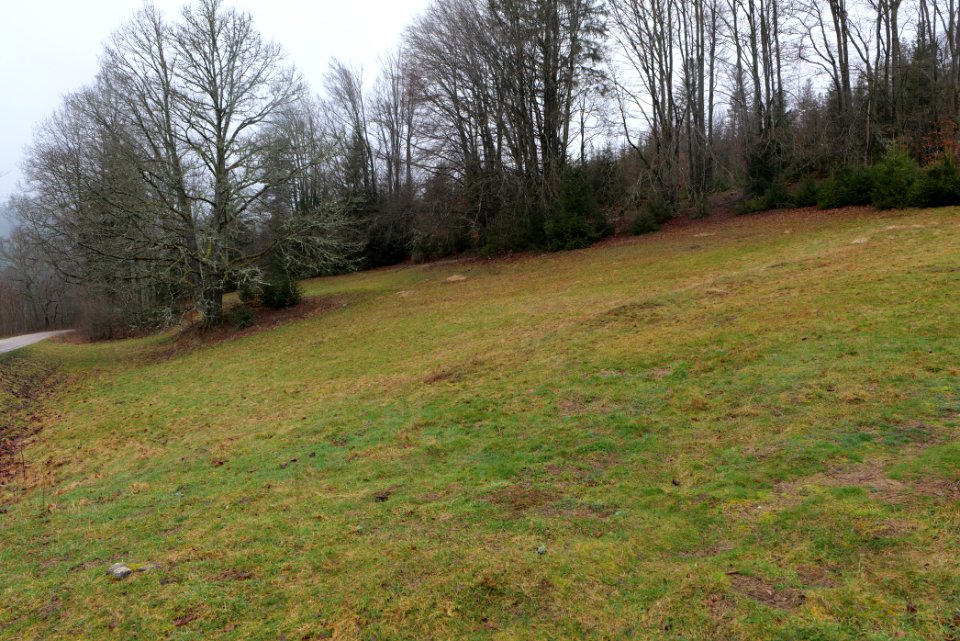 Medow next to track around Schwarzenbachtalsperre 2020-03-10 02