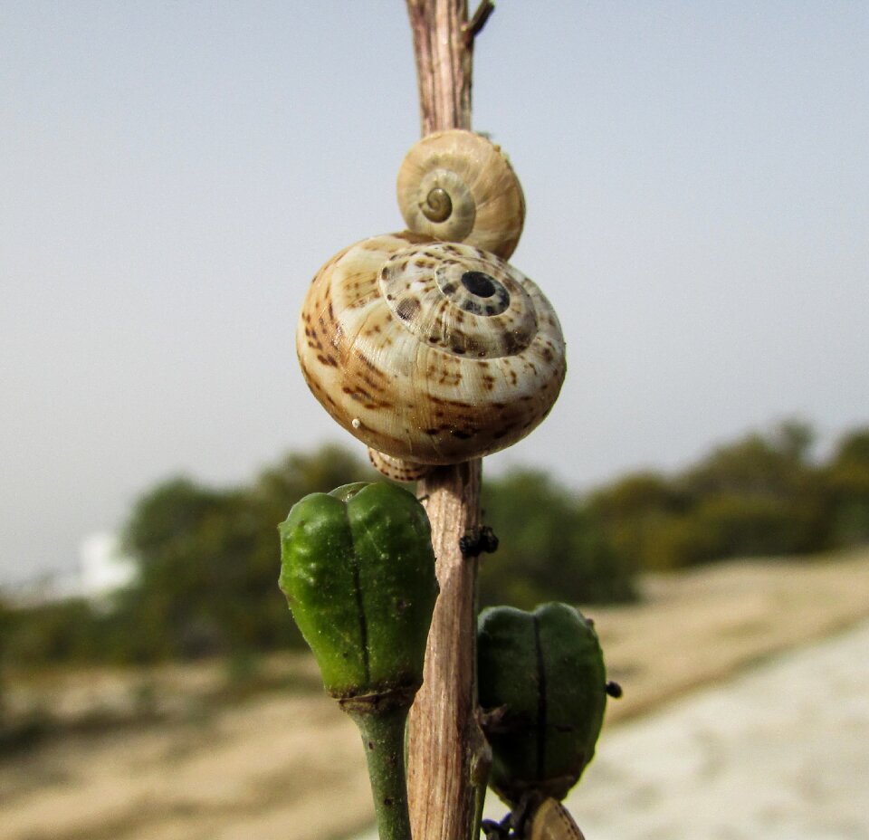 Nature wildlife helix