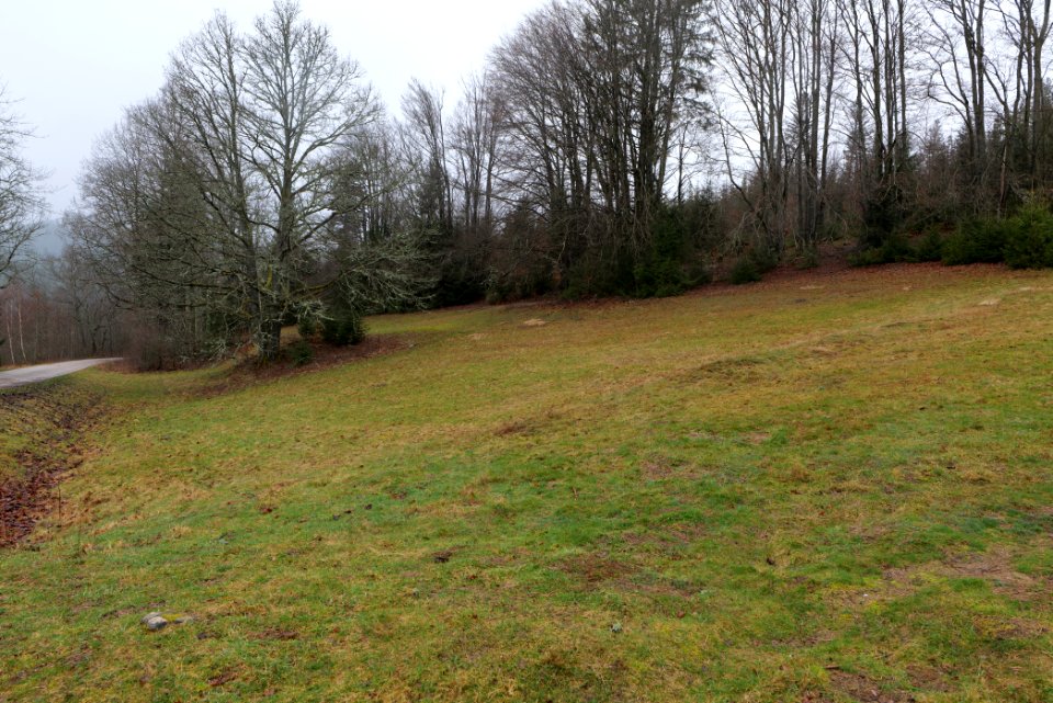 Medow next to track around Schwarzenbachtalsperre 2020-03-10 01