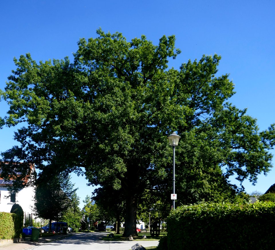 Meerhof - Eiche Laurentiusstraße