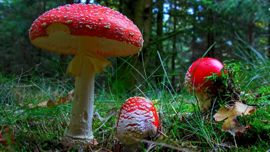 Forest nature red fly agaric mushroom photo