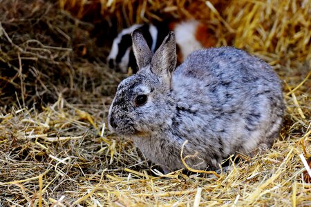 Hare animal pet photo