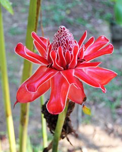 Red waxy zingiberaceae photo