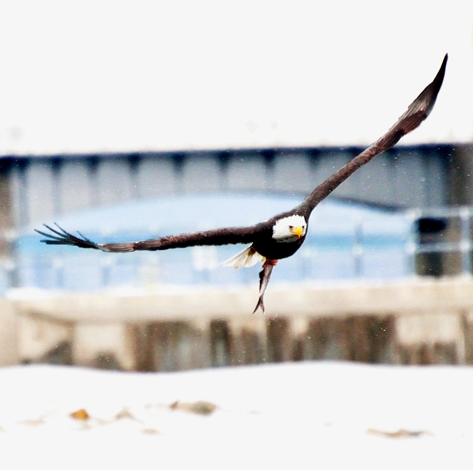 Medley Of Photography Spread Eagle W Fish (212537703)