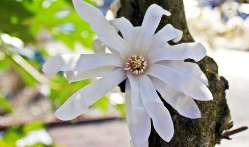 Bloom white blossom spring