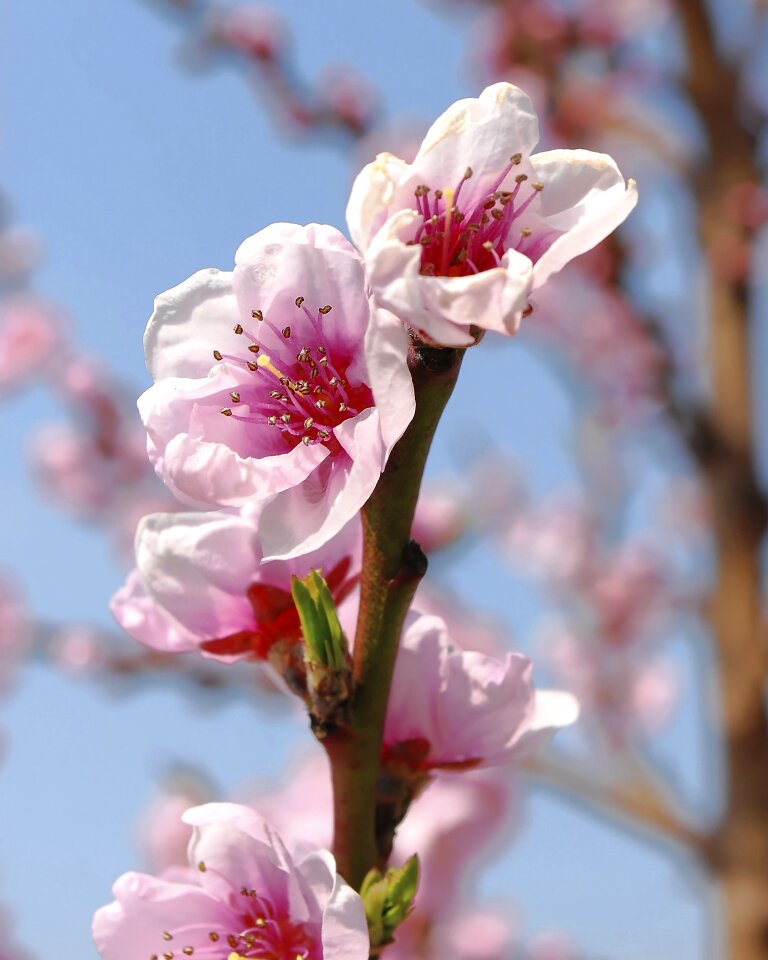Spring spring flowers sun