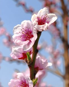 Spring spring flowers sun