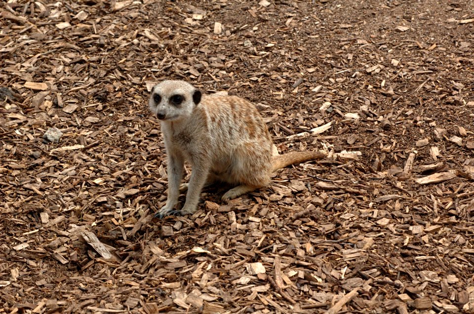 Meerkat-Melbourne-Zoo-20070224-075