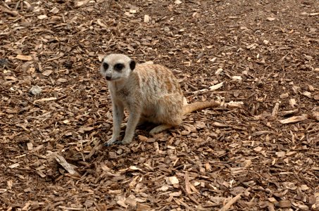 Meerkat-Melbourne-Zoo-20070224-075