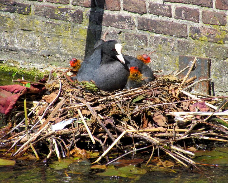 Meerkoet met jongen in nest