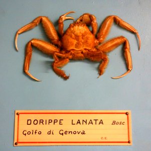 Medorippe lanata (Dorippe lanata) - Museo Civico di Storia Naturale Giacomo Doria - Genoa, Italy - DSC03232