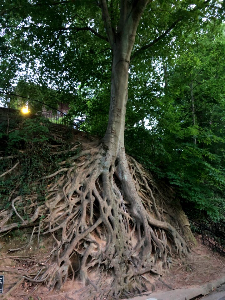 Medusa Tree, Greenville SC June 2019 1