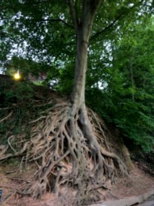 Medusa Tree, Greenville SC June 2019 1