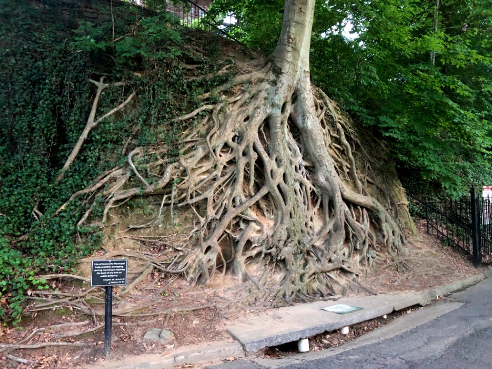 Medusa Tree, Greenville SC June 2019 2