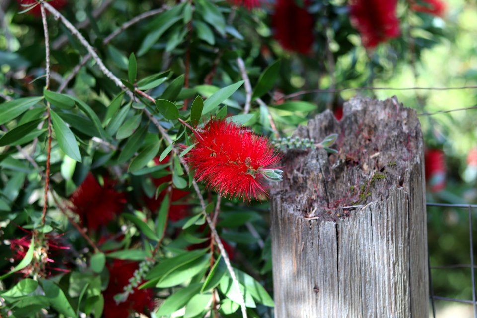 Melaleuca citrina syn. Callistemon citrinus, public domain IMG 5416