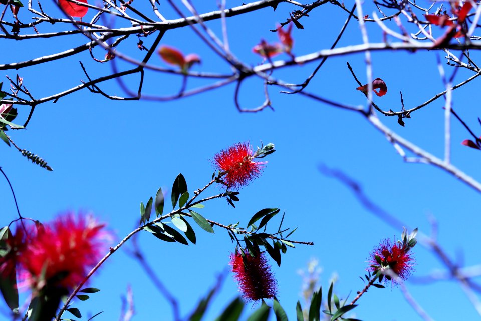 Melaleuca citrina syn. Callistemon citrinus, public domain IMG 4779