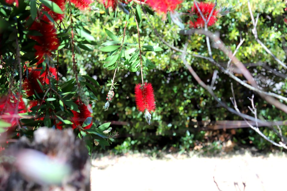 Melaleuca citrina syn. Callistemon citrinus, public domain IMG 4923