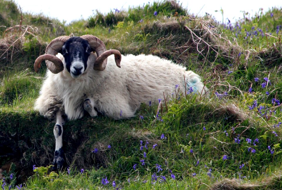 Nature mammal agriculture