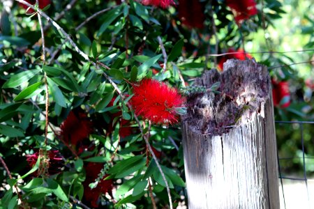 Melaleuca citrina syn. Callistemon citrinus, public domain IMG 5670