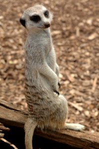 Meerkat-Melbourne-Zoo-20070224-074