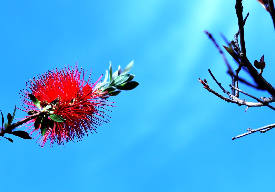 Melaleuca citrina syn. Callistemon citrinus, public domain IMG 5426