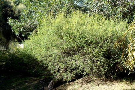 Melaleuca acuminata - Jardín Botánico de Barcelona - Barcelona, Spain - DSC09019