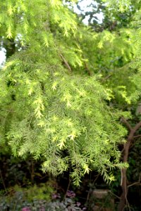 Melaleuca bracteata - Chengdu Botanical Garden - Chengdu, China - DSC03681