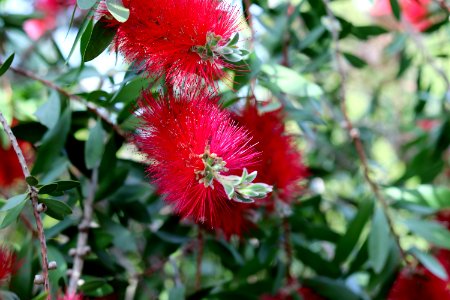 Melaleuca citrina syn. Callistemon citrinus, public domain IMG 5423