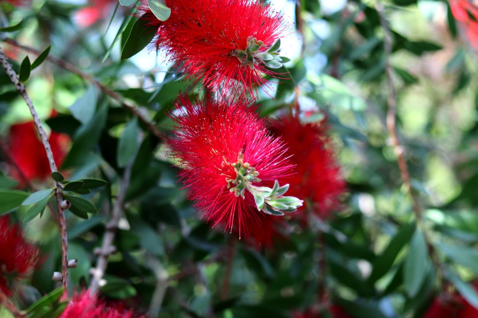 Melaleuca citrina syn. Callistemon citrinus, public domain IMG 5417