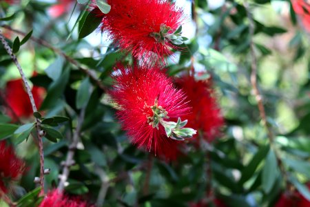 Melaleuca citrina syn. Callistemon citrinus, public domain IMG 5417