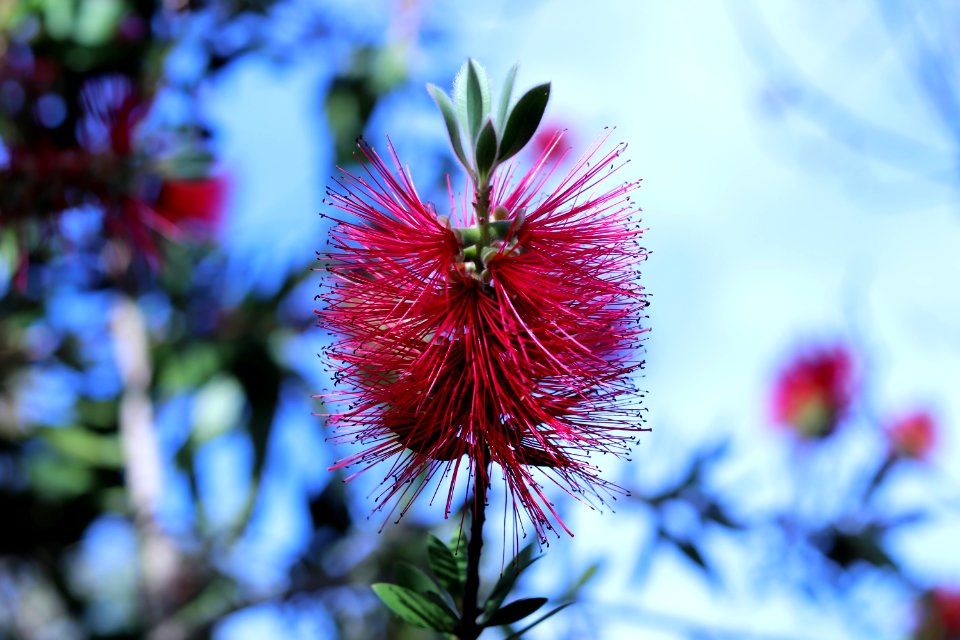 Melaleuca citrina syn. Callistemon citrinus, public domain IMG 5707