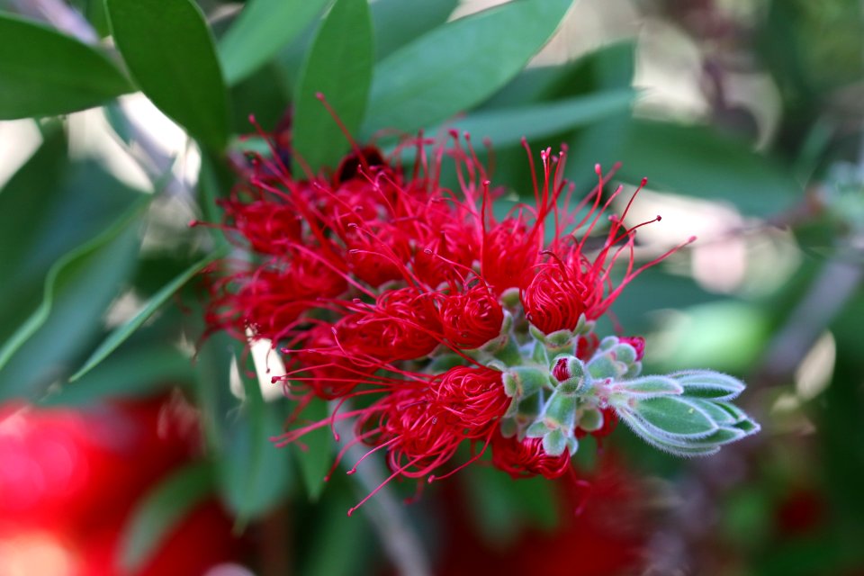 Melaleuca citrina syn. Callistemon citrinus, public domain IMG 2229