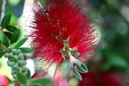 Melaleuca citrina syn. Callistemon citrinus, public domain IMG 2228 photo