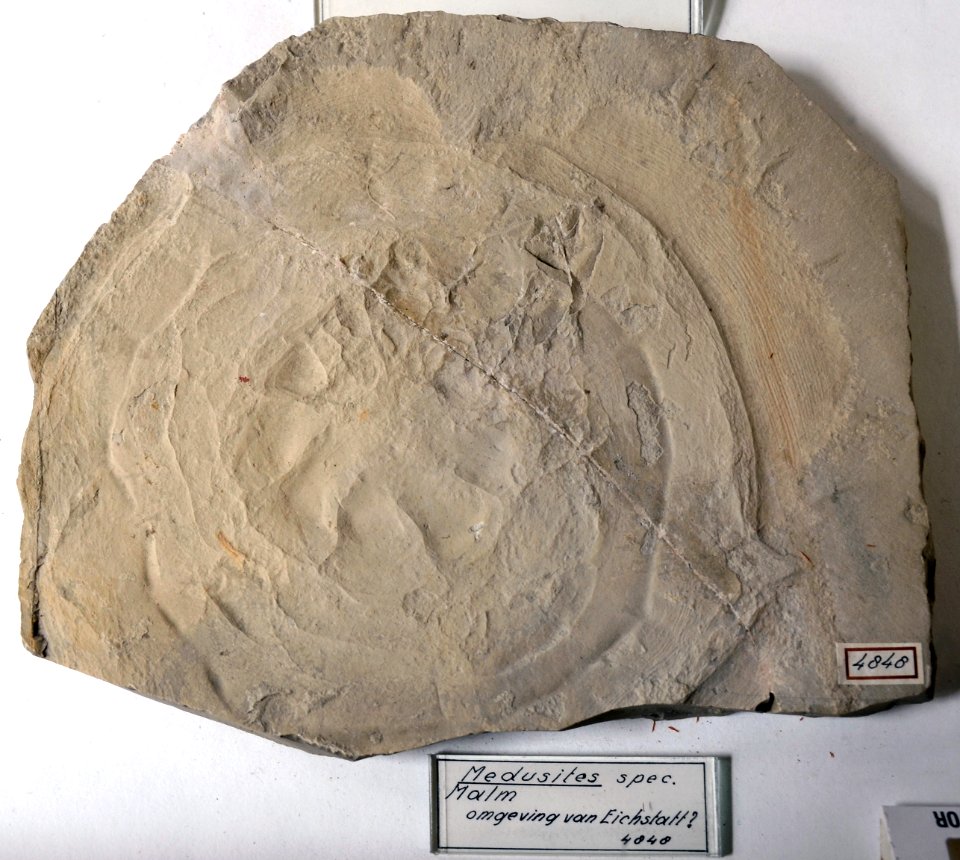 Medusites Teylers Museum 7112012