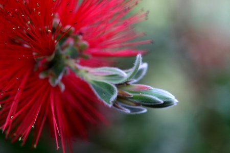 Melaleuca citrina syn. Callistemon citrinus, public domain IMG 2405-