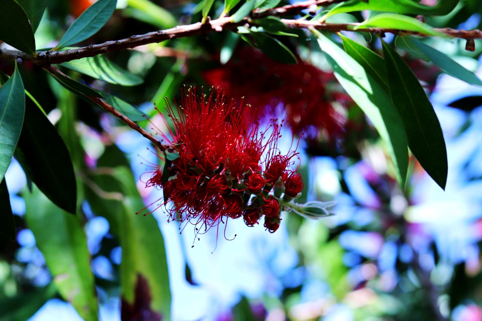 Melaleuca citrina syn. Callistemon citrinus, public domain IMG 4773