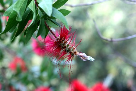 Melaleuca citrina syn. Callistemon citrinus, public domain IMG 2398