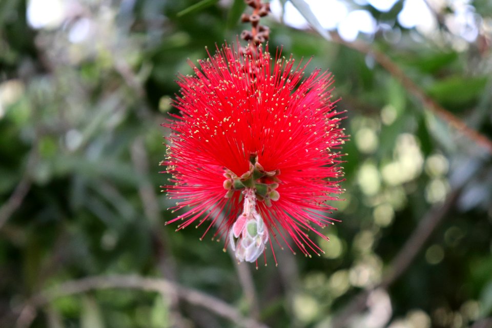 Melaleuca citrina syn. Callistemon citrinus IMG 8457
