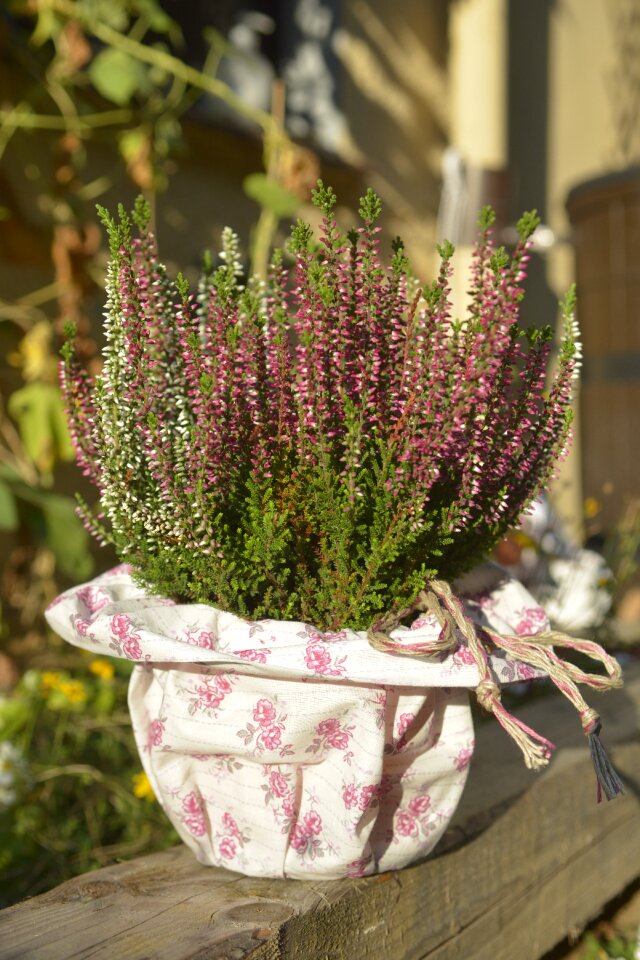 Pot white purple