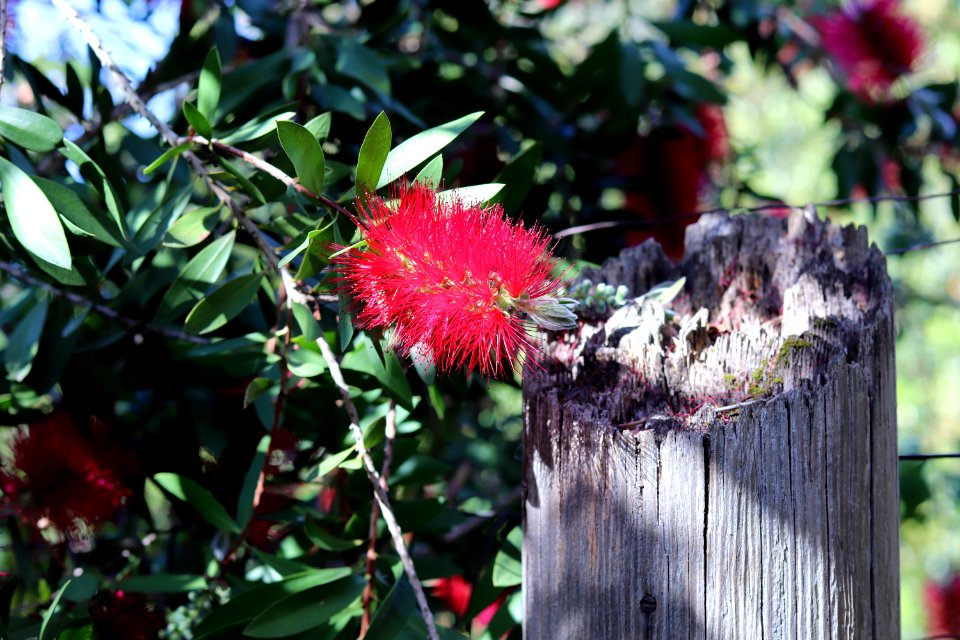 Melaleuca citrina syn. Callistemon citrinus, public domain IMG 5835