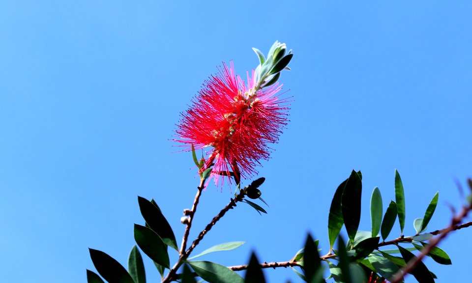 Melaleuca citrina syn. Callistemon citrinus, public domain IMG 5427