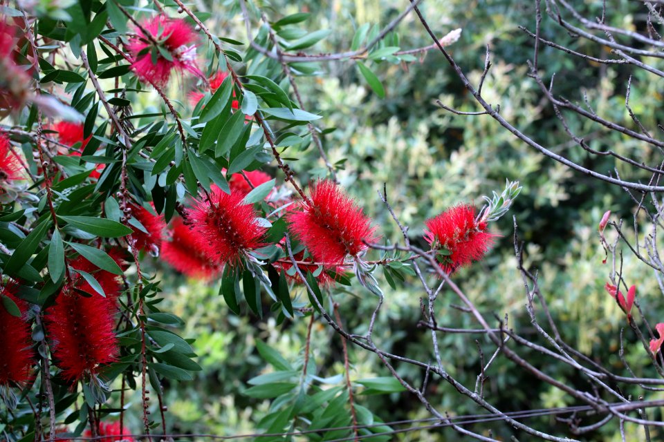 Melaleuca citrina syn. Callistemon citrinus, public domain IMG 2394