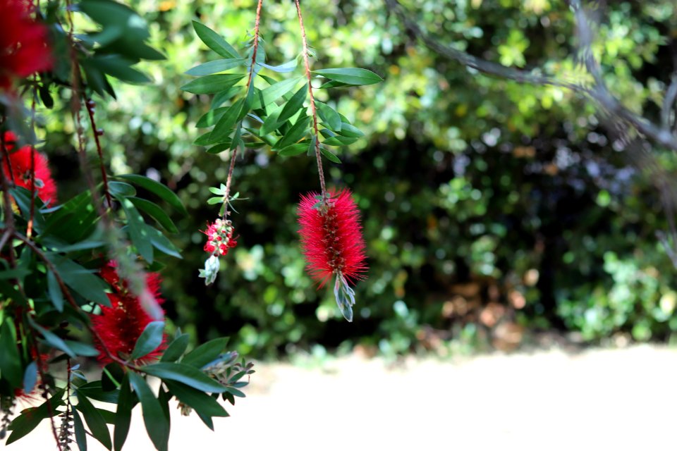 Melaleuca citrina syn. Callistemon citrinus, public domain IMG 5421