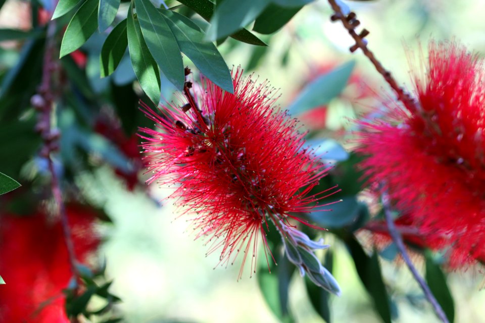 Melaleuca citrina syn. Callistemon citrinus, public domain IMG 2232