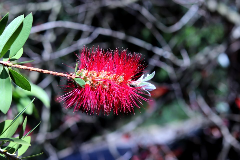 Melaleuca citrina syn. Callistemon citrinus, public domain IMG 4774