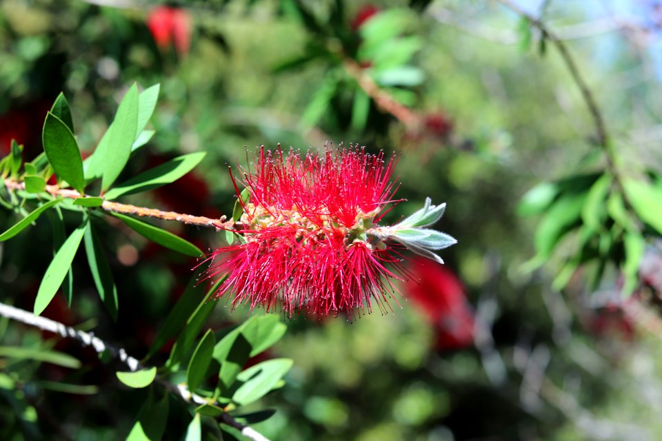 Melaleuca citrina syn. Callistemon citrinus, public domain IMG 4917