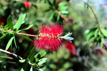 Melaleuca citrina syn. Callistemon citrinus, public domain IMG 4917