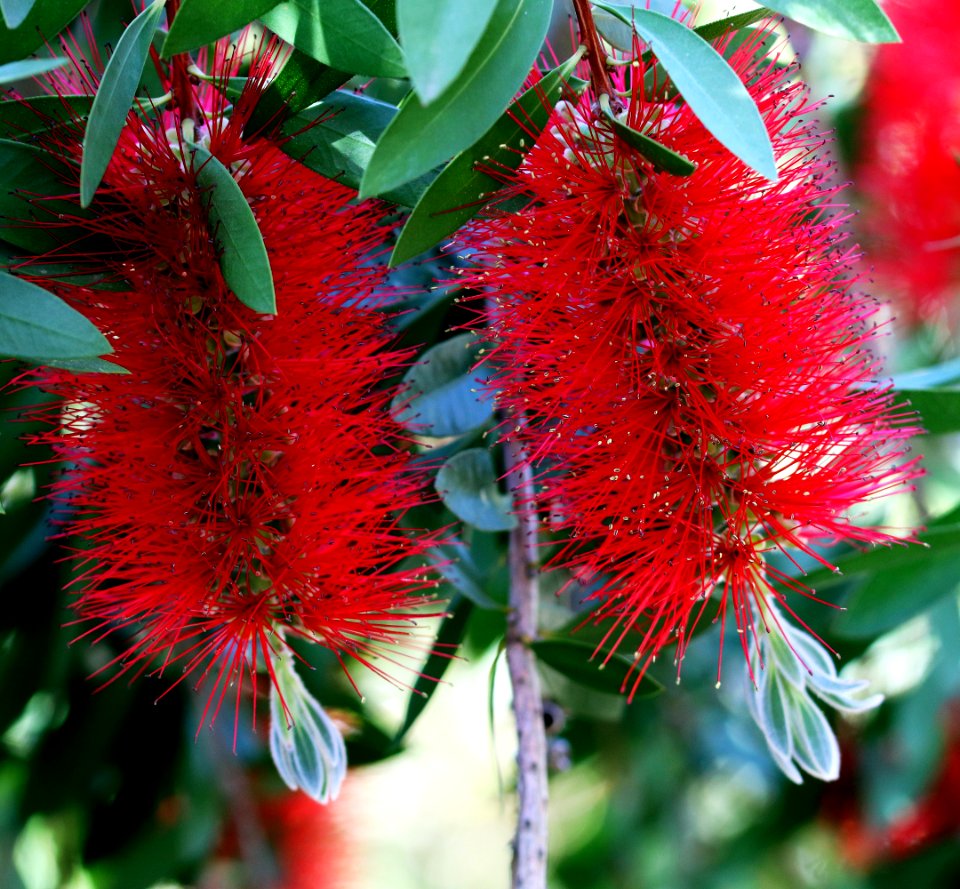 Melaleuca citrina syn. Callistemon citrinus, public domain IMG 2233