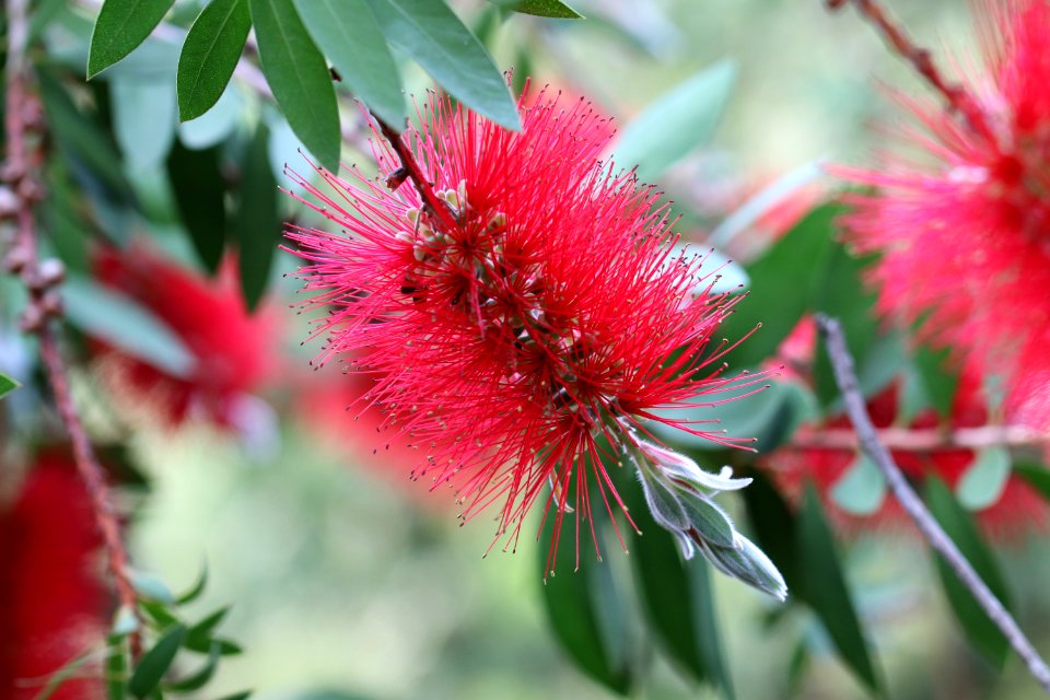 Melaleuca citrina syn. Callistemon citrinus, public domain IMG 2403