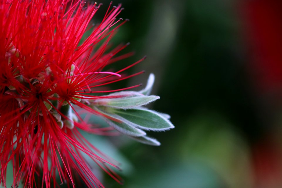 Melaleuca citrina syn. Callistemon citrinus, public domain IMG 2407-